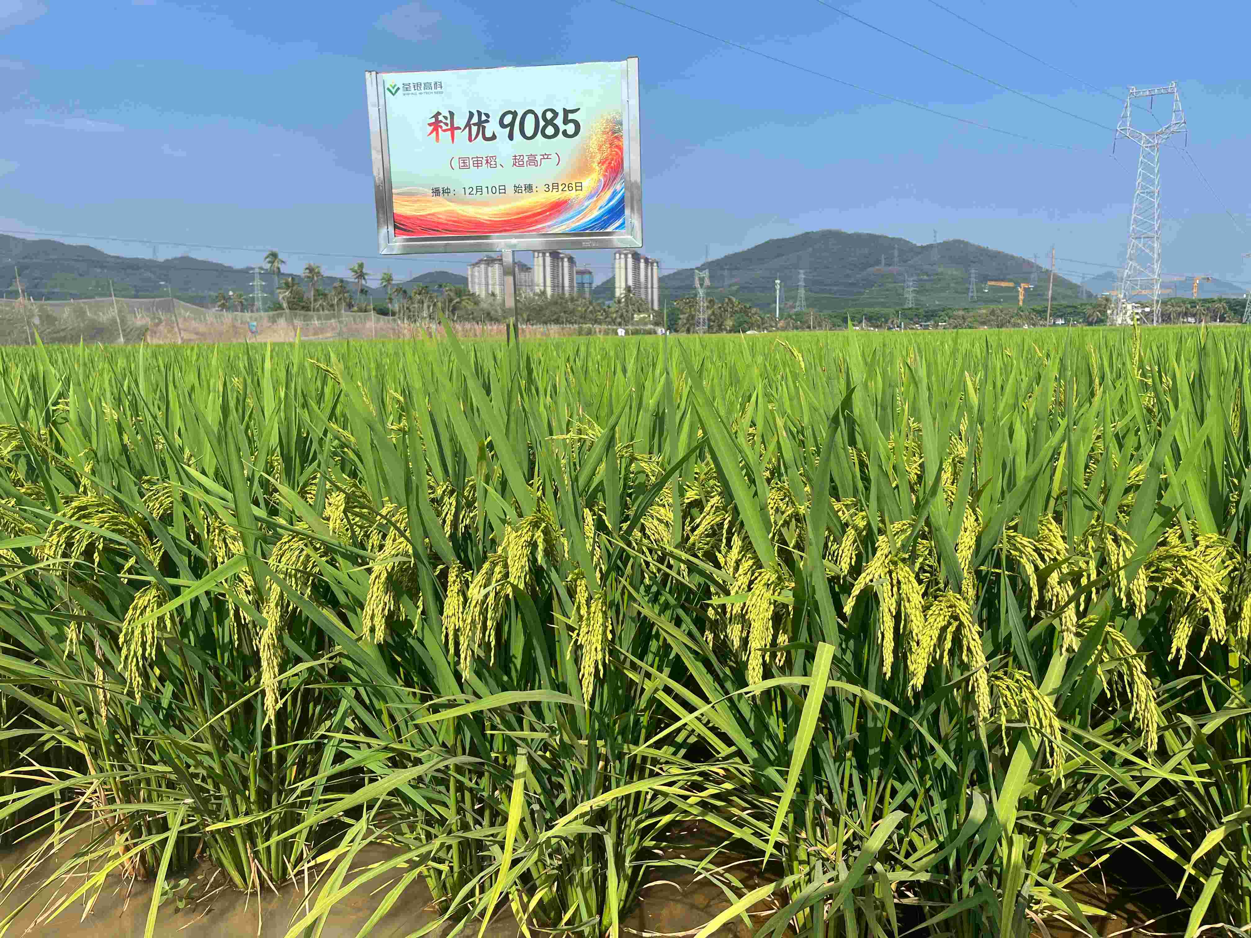 科優(yōu)9085 (2).jpg